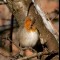 Robin preening